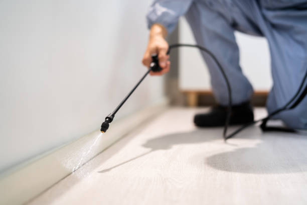 Best Flea Control Services  in Meriden, CT