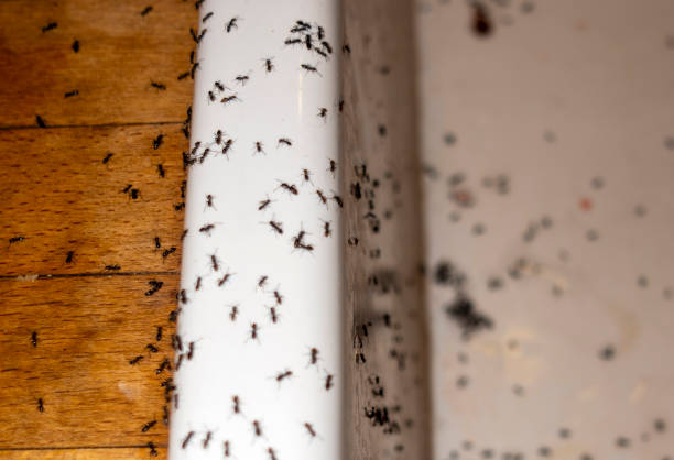 Best Wildlife Control Services  in Meriden, CT
