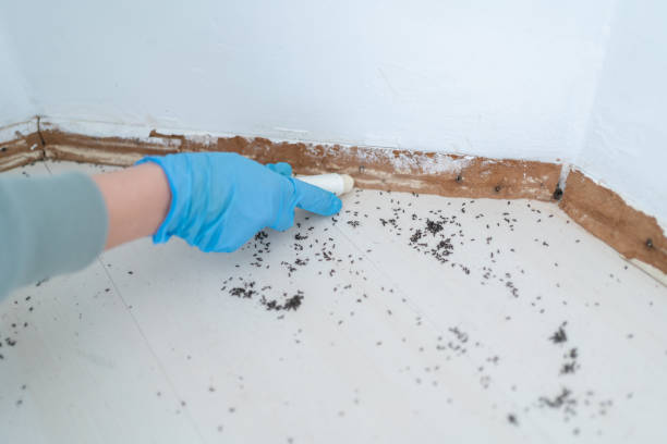 Best Cockroach Control Services  in Meriden, CT